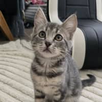 Photo of Chilli, Honey And Spicy (On Trial)