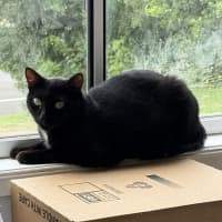 Photo of Dahlia