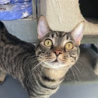 Photo of Simba