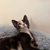 Photo of Artemis