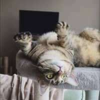 Photo of Cleo   In Foster In Melbourne