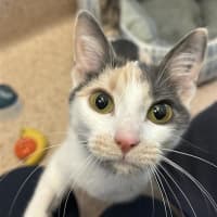 Photo of Pearl
