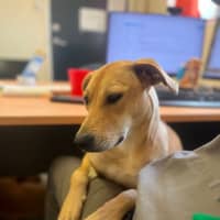 Photo of Daphne