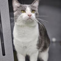 Photo of Boop