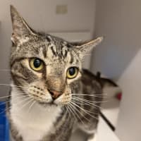 Photo of Pumba