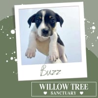 Photo of Buzz