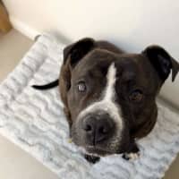 Photo of Sugar