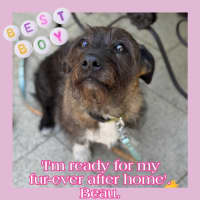 Photo of Beautiful Funny Beau 