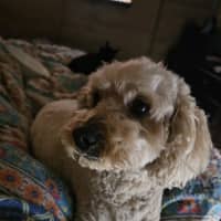 Photo of Cali And Theo