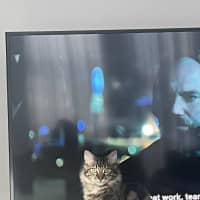 Photo of Shiraz & Cognac🍹