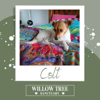 Photo of Colt