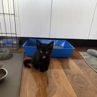 Photo of Atlas