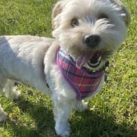 Photo of Toto