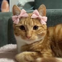 Photo of Bella