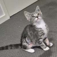 Photo of Lulu
