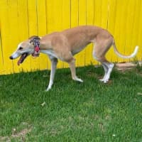 Photo of Sunshine The Greyhound