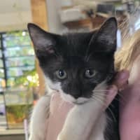 Photo of Lucky