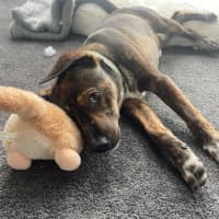 Photo of Kahu