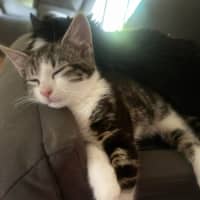 Photo of Lenni   In Foster In Oak Park