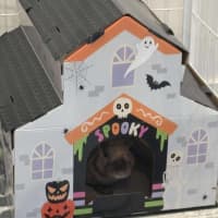 Photo of Joaquin 