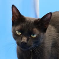 Photo of Julie   Now At Pet Quarters Glendale