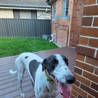 Photo of Panda, The Greyhound