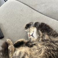 Photo of Pamplemousse