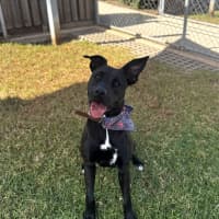 Photo of Trixie