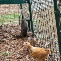 Photo of 🏀 Buck 6062 🏀