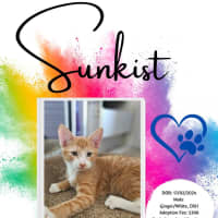 Photo of Sunkist