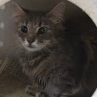 Photo of Lady Penelope