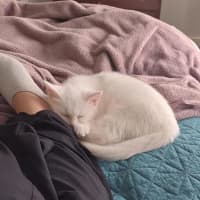 Photo of Chantilly (Was Sprinkles)