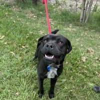 Photo of Major *$350 Adoption Fee*