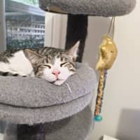 Photo of Purrcy