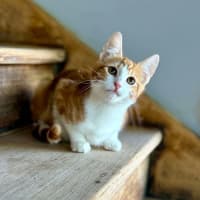 Photo of Chipmonk   Located In Templestowe 