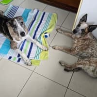 Photo of Truffles *$150 Adoption Fee*