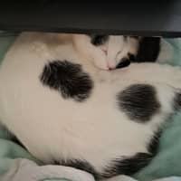 Photo of Shrapnel