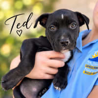 Photo of Ted