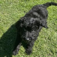 Photo of Poppy