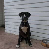 Photo of Nero   3 Month Old Great Dane X (Trial)