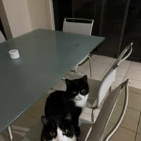 Photo of Pishi & Maloos