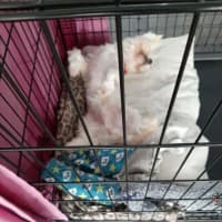 Photo of Petey
