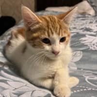 Photo of Nugget