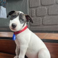 Photo of Norbit   9 Week Cattle Dog X