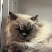 Photo of Lolly