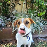 Photo of Lovie  11 Month Old Jack Russell Terrier