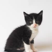 Photo of Pepper Jack