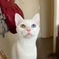 Photo of Snowy *9 Lives Project Rescue*