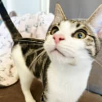 Photo of Tink