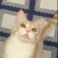 Photo of Creamy Alfredo